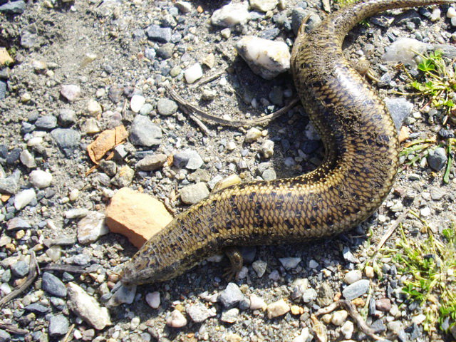 Gongilo (Chalcides ocellatus)